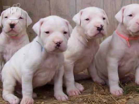 PoulaTo: Dogo Argentino καθαρόαιμα